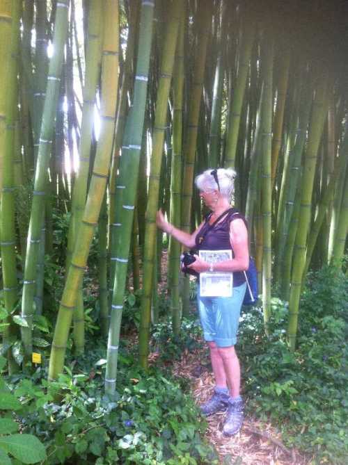bamboe in de botanical garden van Florence