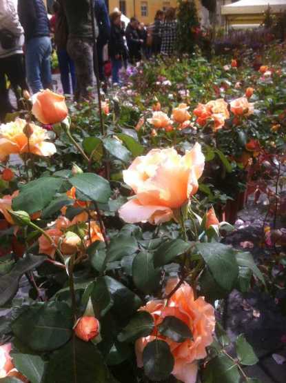 de geur op de bloemenmarkt Lucca is niet vast te leggen